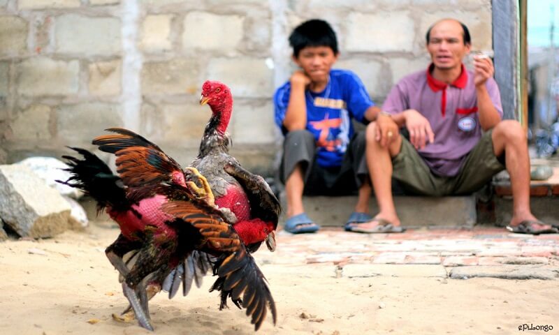 Cách nuôi gà nòi đá cựa sắt dựa trên chế độ ăn uống